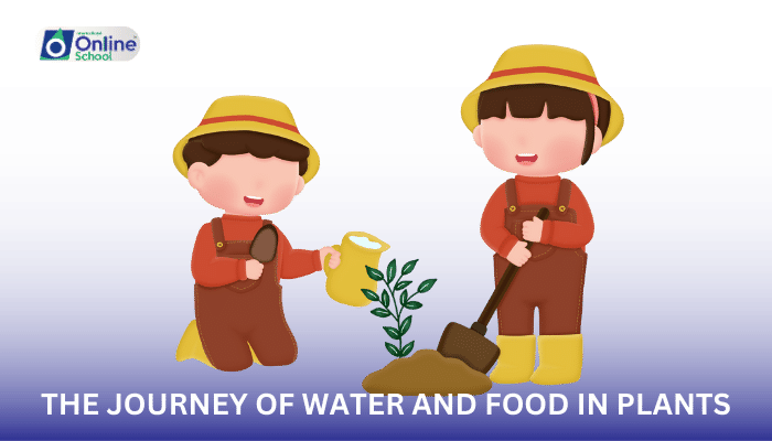 Lesson 05: Life's Pathways: The Journey of Water and Food in Plants